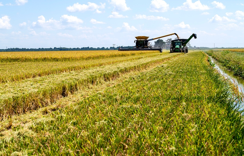 rice-harvest-2020_50248478766_o.jpg rice-harvest-2020_50248478766_o.jpg