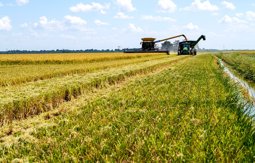 rice-harvest-2020_50248478766_o.jpg