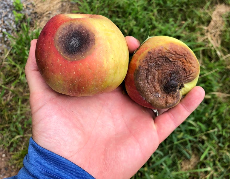 Bruce Hollabaugh holds two damaged apples in his hand from his 2018 crop