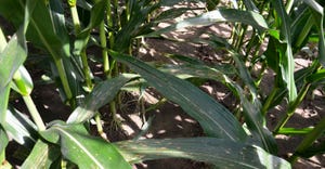 gray leaf spot on corn plants in the field