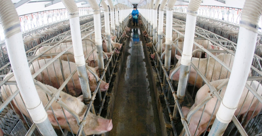 Long view of confinement hog barn with man in background Long view of confinement hog barn with man in background