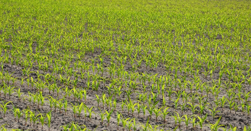 young yellowish corn in field