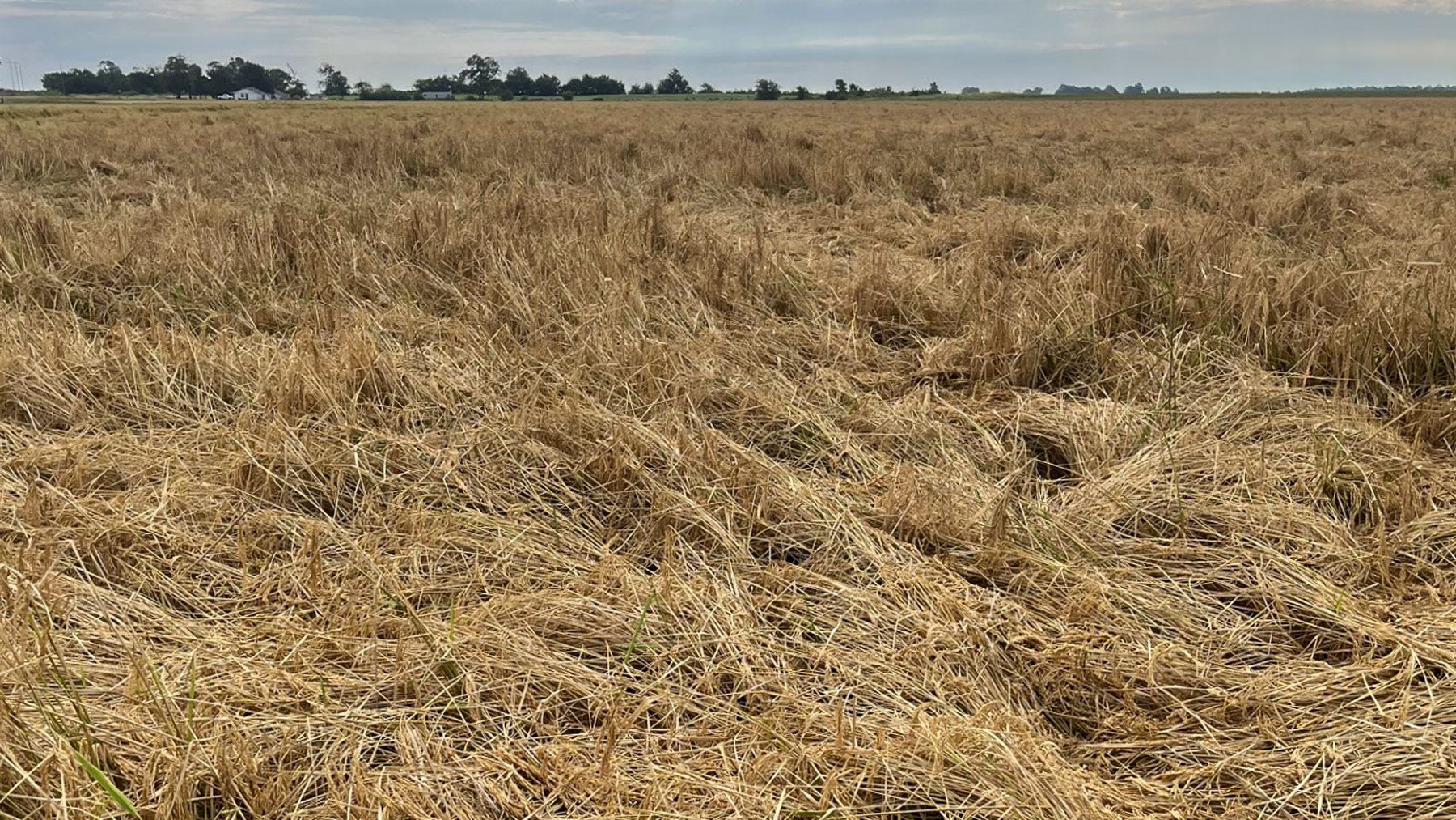 Field of mature rice knocked down by wind a storm. Field of mature rice knocked down by wind a storm.