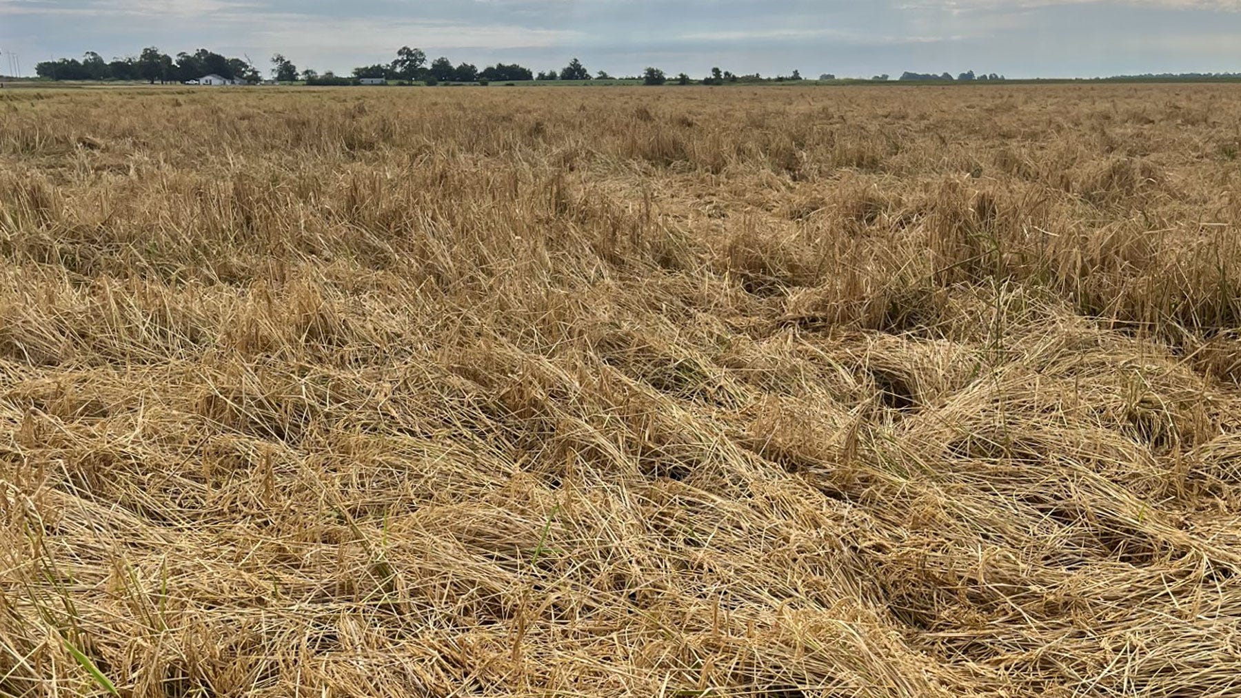 Field of mature rice knocked down by wind a storm.