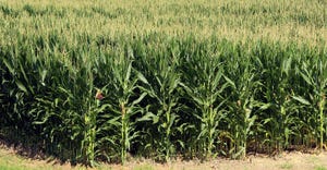corn-rows-brob-dfp.jpg