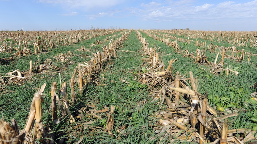 cover crops growing between corn residue