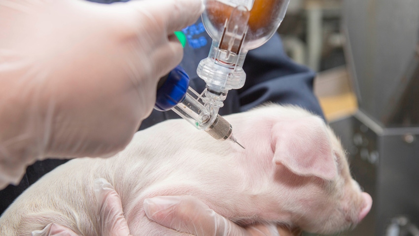 Piglet receiving vaccination