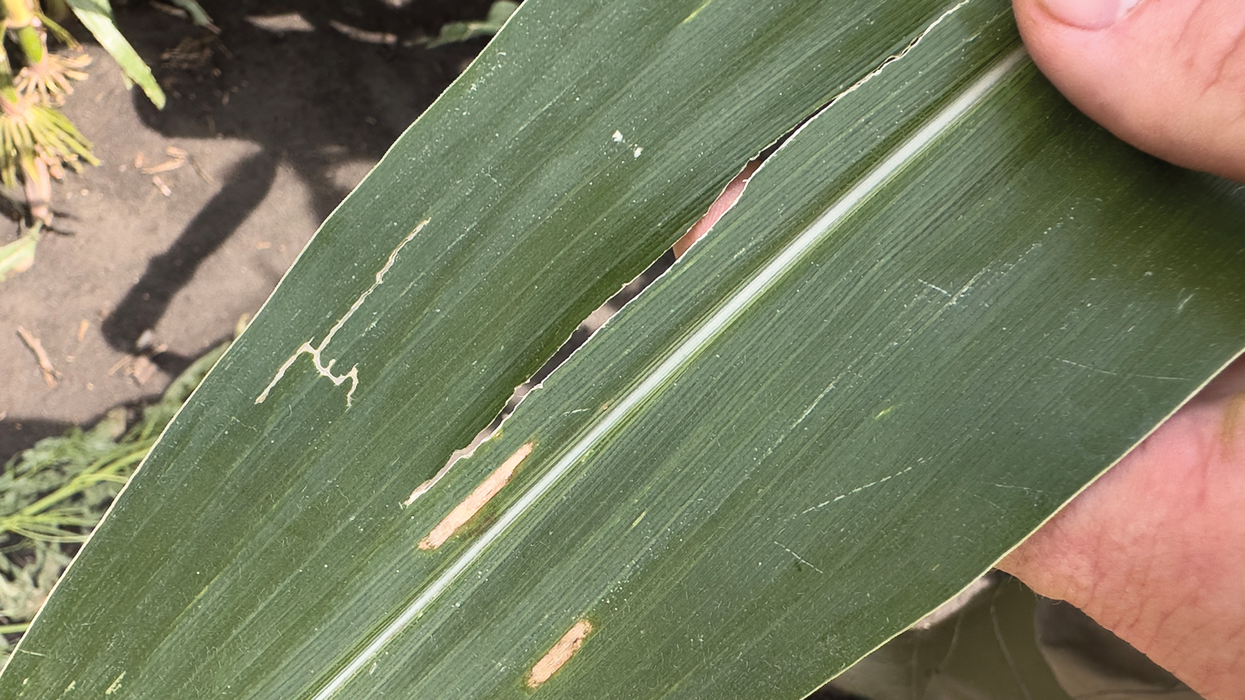 Gil Gullickson - In the early 1980s, gray leaf spot cut Dale Rhodes’ yield in half in one field.