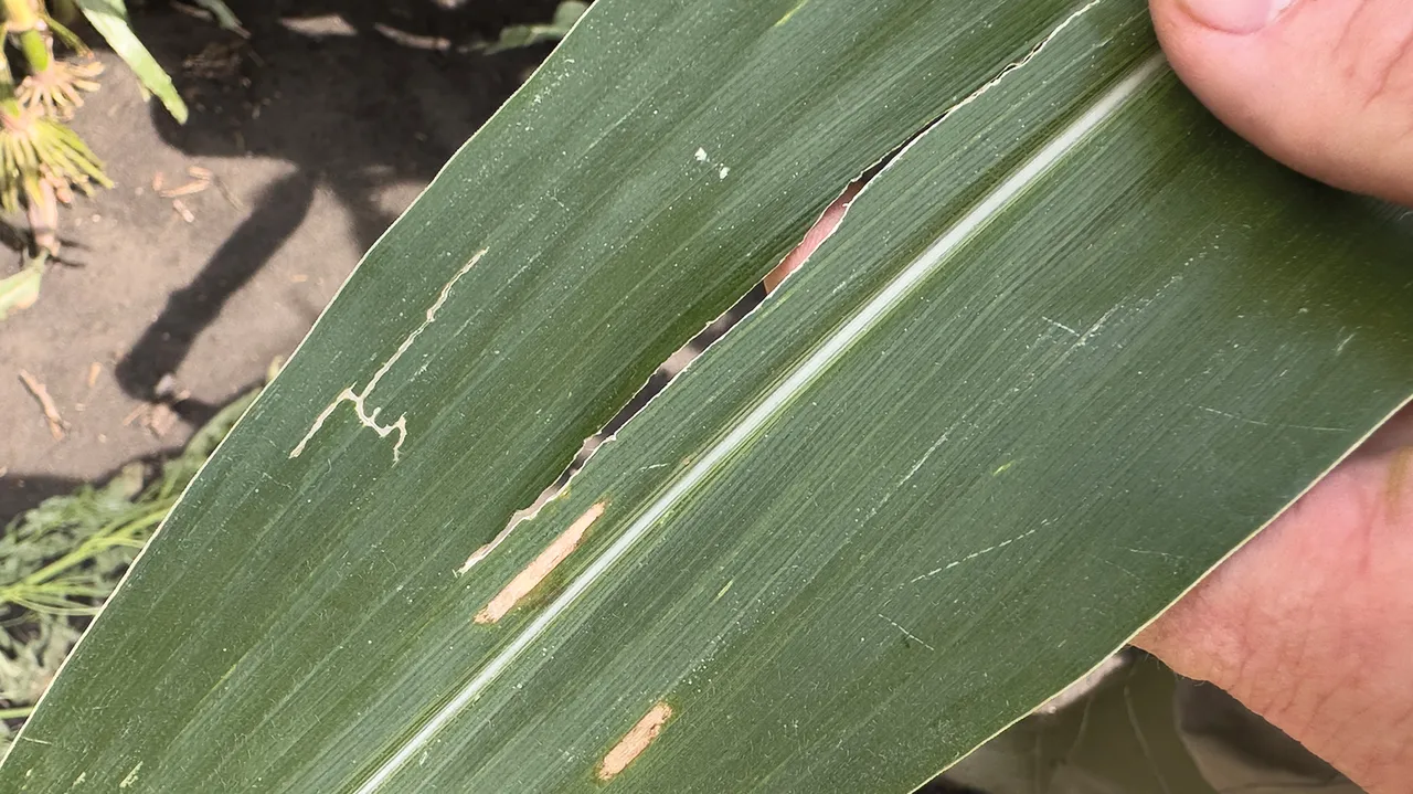 Gil Gullickson - In the early 1980s, gray leaf spot cut Dale Rhodes’ yield in half in one field.