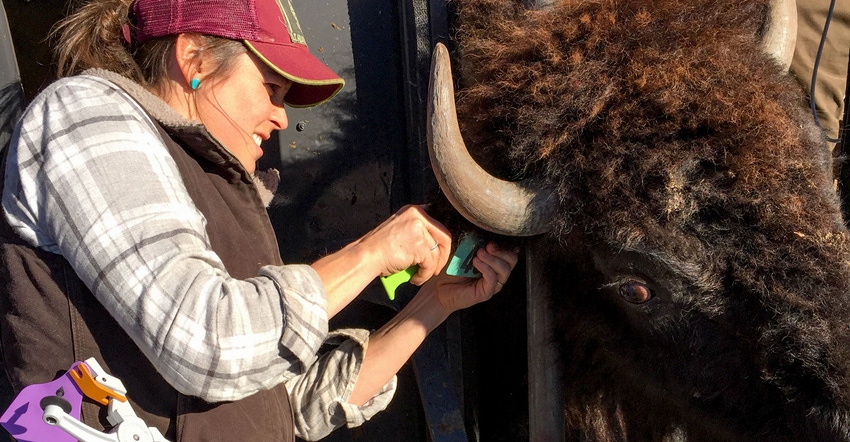 Sarah Gleason attaches an ear tag to a bison cow