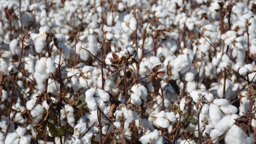 Cotton Variety Selection Cotton Variety Selection