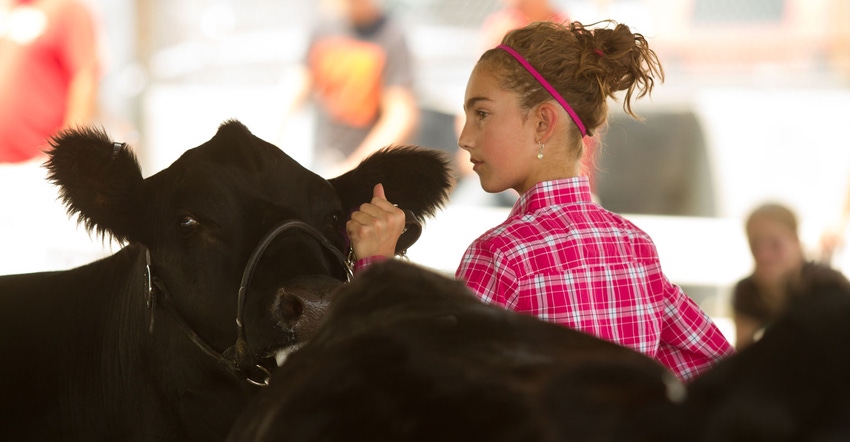 Young girl showing a beef heifer