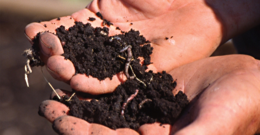 hands holing soil with worms