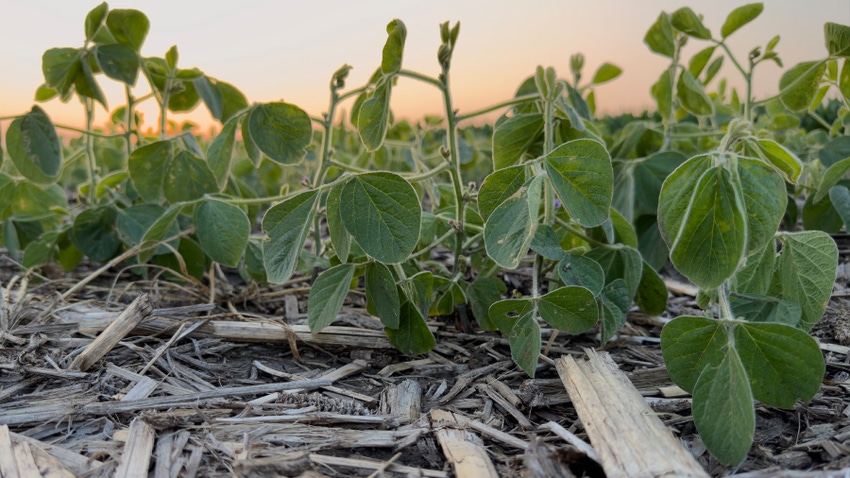 young soybean plants in field