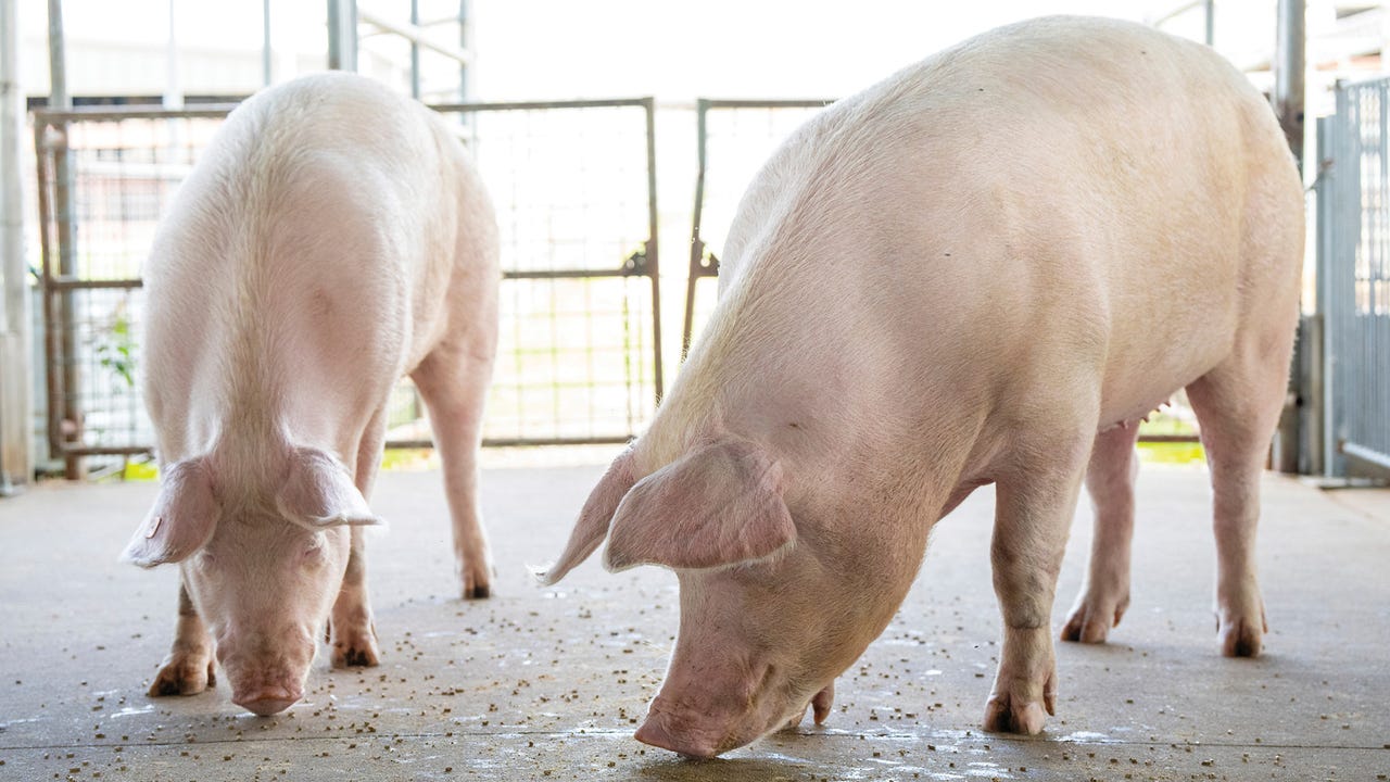 High pork prices could remain through holiday season