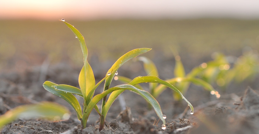 young corn plant covered in dew