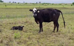 Young cow and calf on short green grass