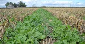 research has shown certain cover crop species – especially those with a big taproot – have a higher rooting pressure tole
