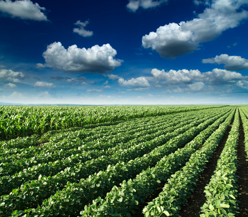 summer-corn-soybean-markets-504106527.jpg summer-corn-soybean-markets-504106527.jpg