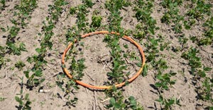 hula hoop lying in soybean field