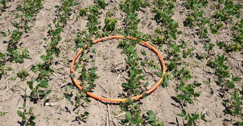 hula hoop lying in soybean field