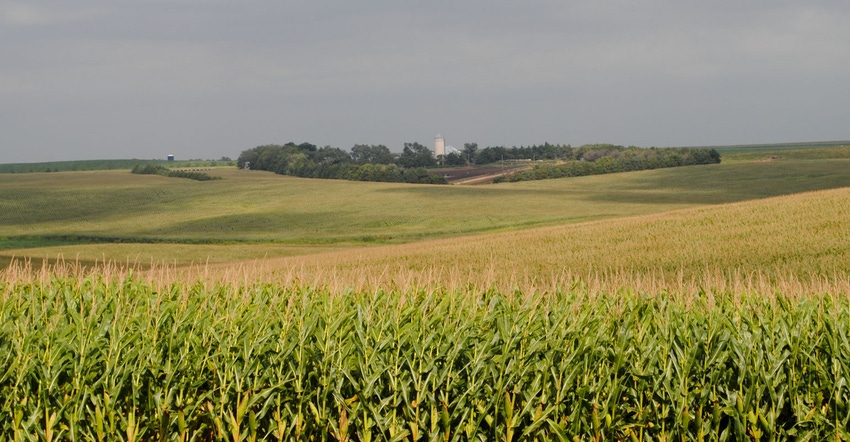 Panoramic view of corn fields