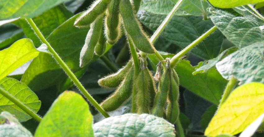 Soybeans in pods