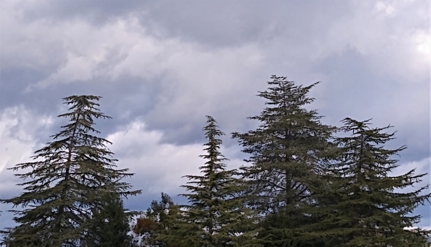 Storm clouds over trees