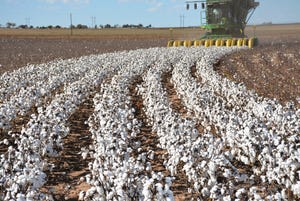 cotton harvest Huguley 18 (85 of 111).jpg