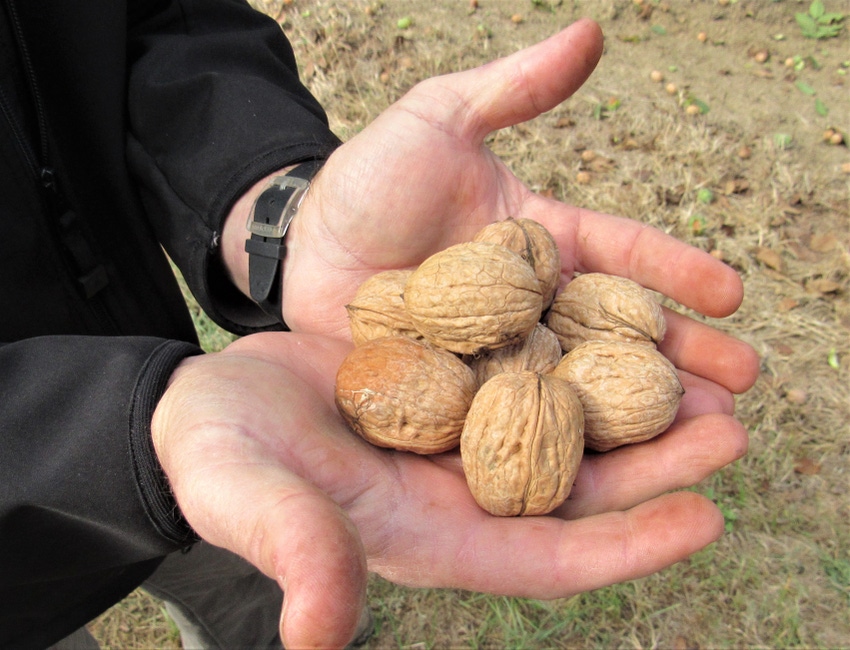 Handful of walnuts