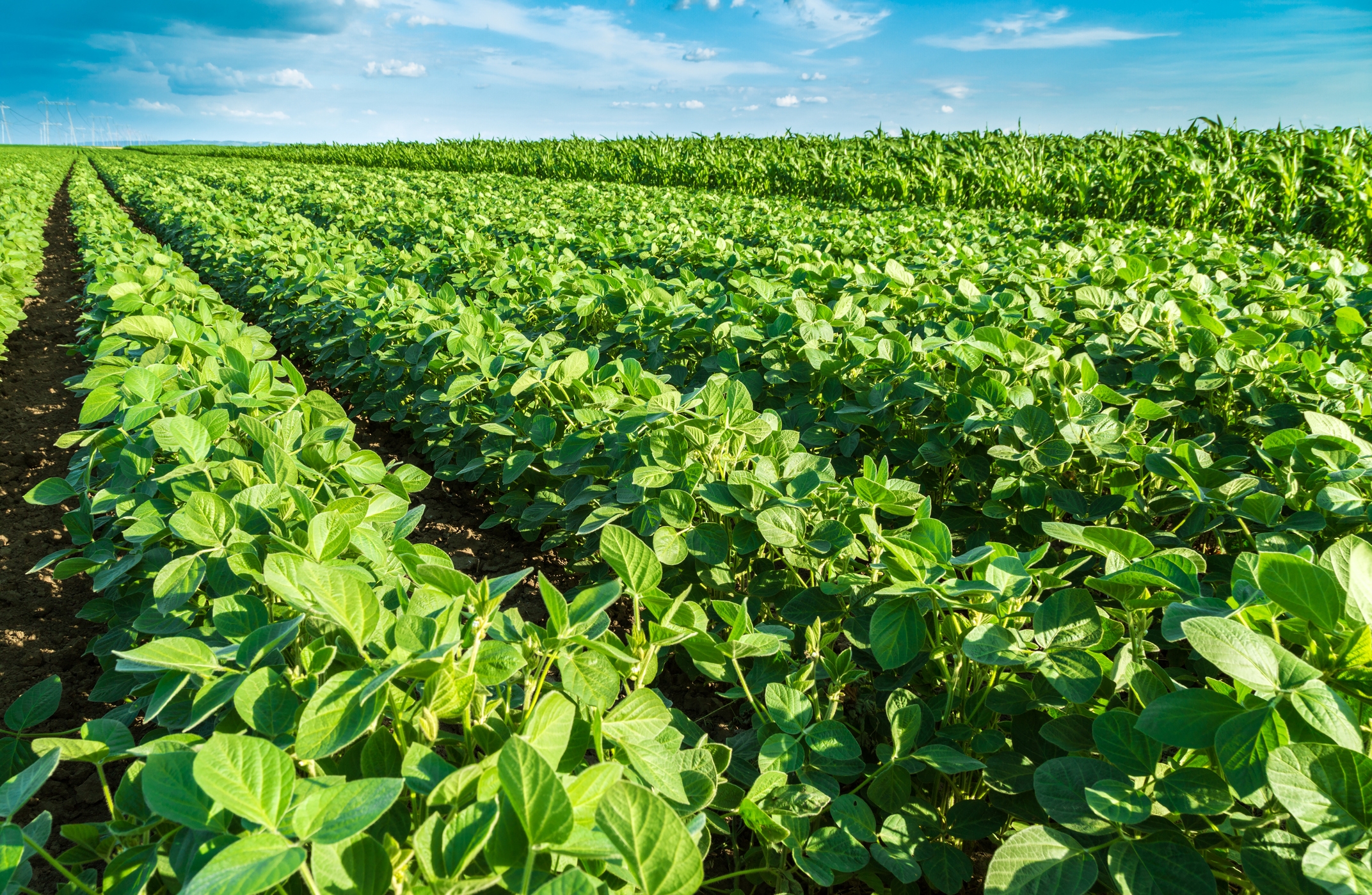 How to diagnose and treat yieldrobbing soybean diseases