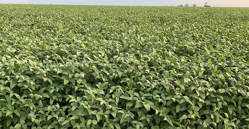 Photo of soybeans in Brazil