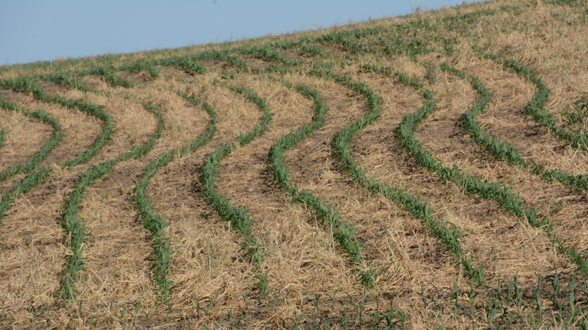 Aerial view of cover crops Aerial view of cover crops