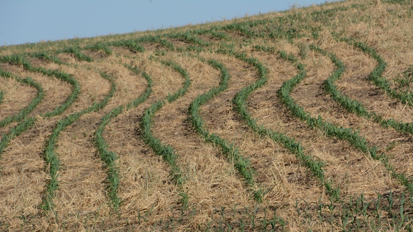 Aerial view of cover crops