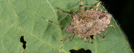brown_marmorated_stink_bug_shows_indiana_fields_homes_1_635322237896208810.jpg