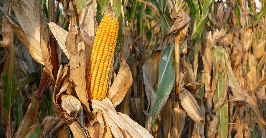 Closeup of corn cob in late summer ready for harvest 