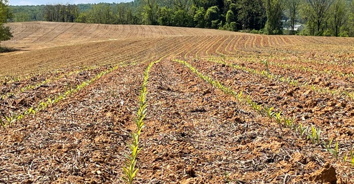 young corn plants have emerged in this field