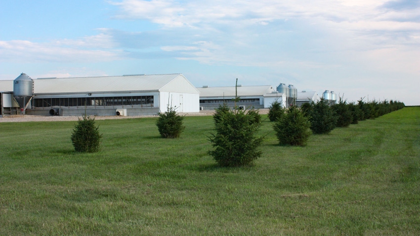 View of CAFO buildings with conifers in front