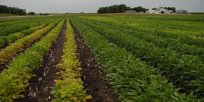 5-16-22 AGRONOMY_PHOTOS_Soybeans_3331-lowres (2).jpg 5-16-22 AGRONOMY_PHOTOS_Soybeans_3331-lowres (2).jpg