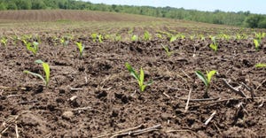 3-25-21 corn rootworm_0.jpg