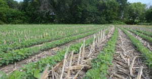 Growing soybean in field