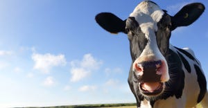 Close up of a Holstein Dairy Cow looking at the camera