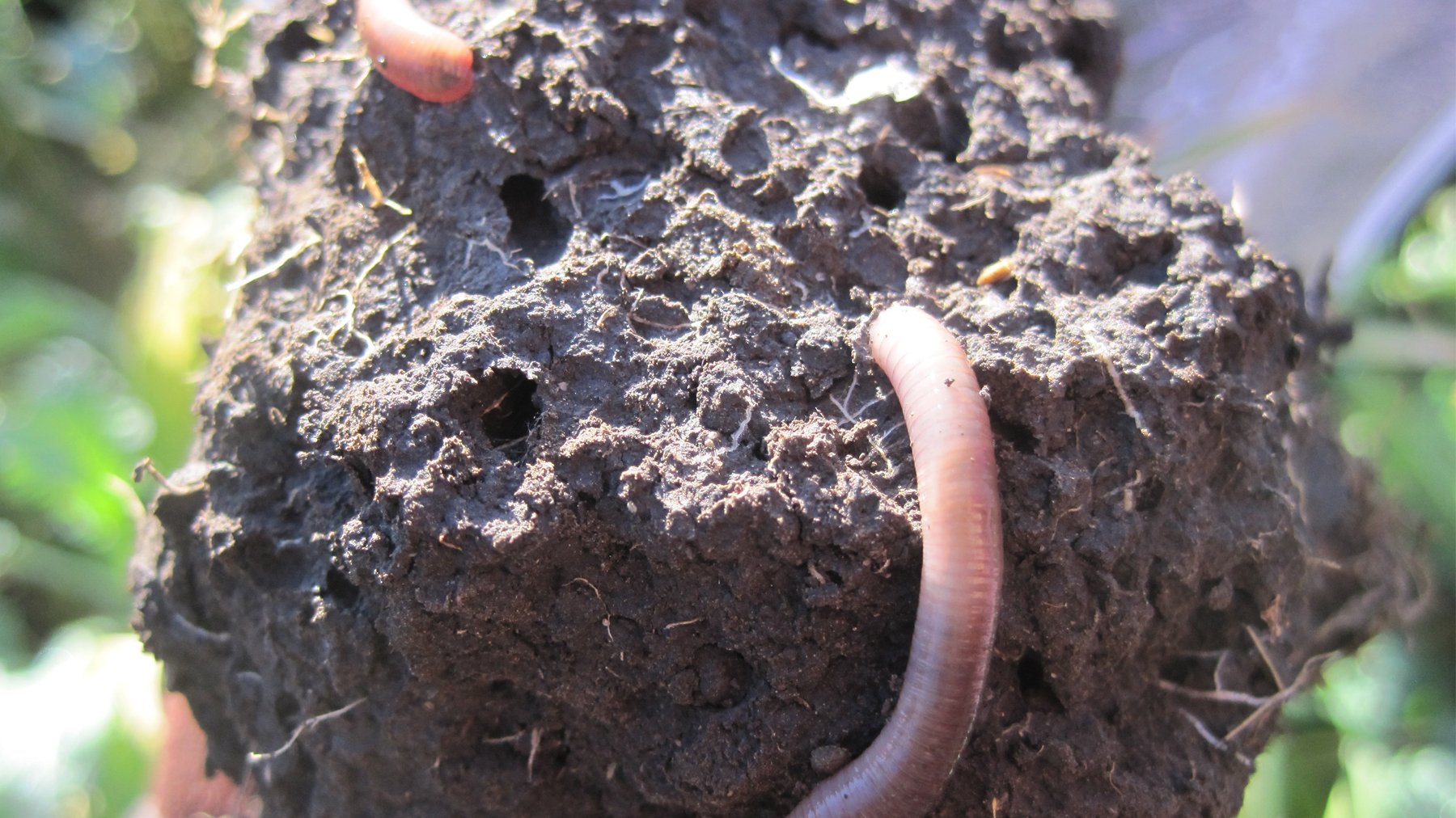 Define soil health - Vimarsana News