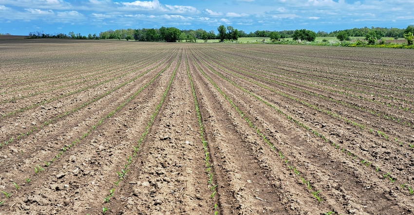 Field of rows of immature crops and rolling hills in background