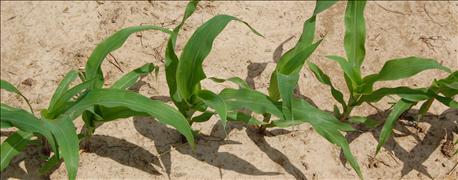 using_soil_insecticide_alongside_corn_rootworm_traits_advised_1_635666413019082530.jpg