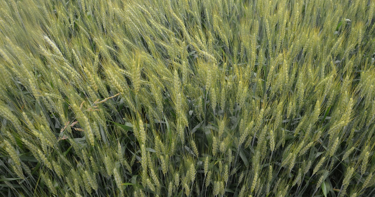 Why you should add wheat to crop rotation