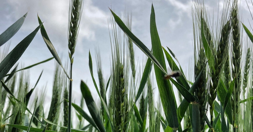 wheat growing in field wheat growing in field