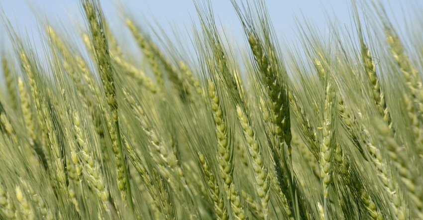 wheat field against blue sky