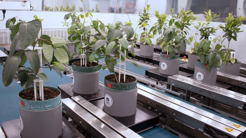 Plants on a conveyor belt at a phenotype facility