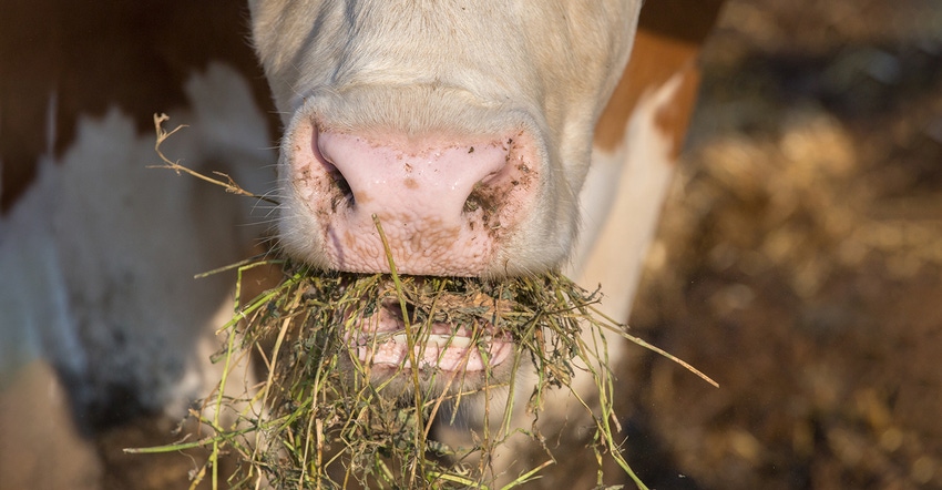 cow's nose and mouth, eating hay closeup
